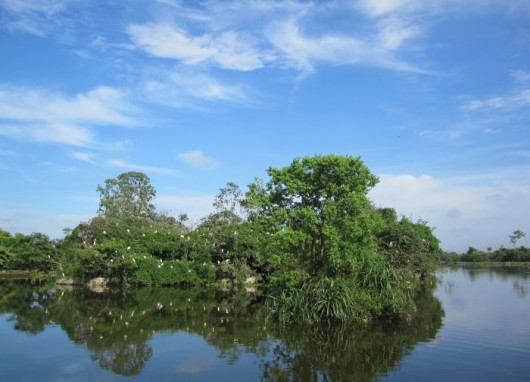 Chi Lang Nam stork island in Hai Duong Province